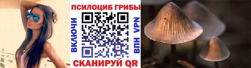 Галлюциногенные грибы Psilocybe  сколько стоит  кракен зеркало  Жердевка 